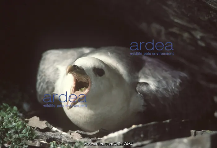 : FULMAR - Aggressive reaction to intruder, spitting oil : FULMAR - Aggressive reaction to intruder, spitting oil
