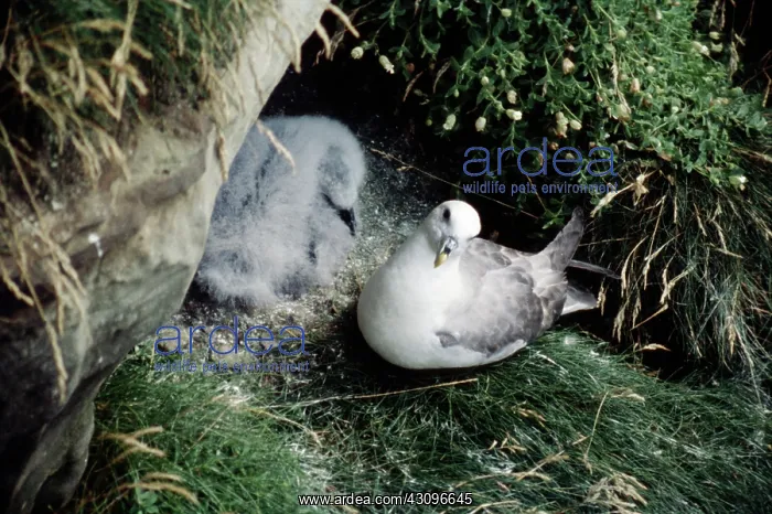 : Fulmar bird and young : Fulmar bird and young