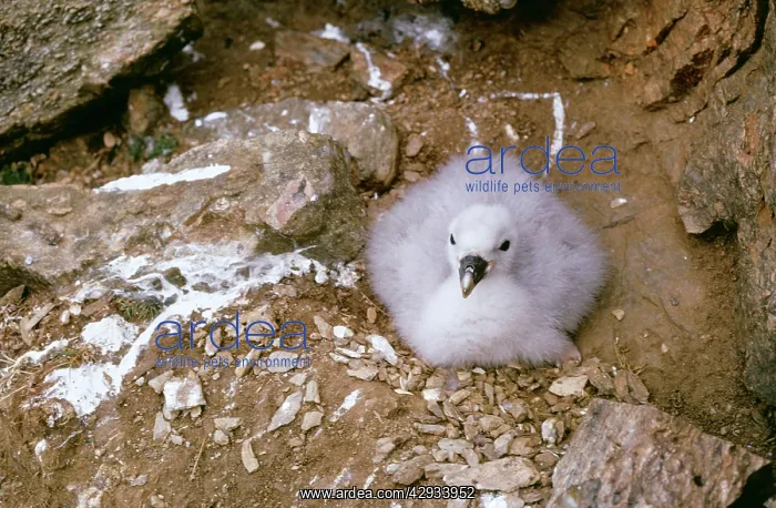 : FULMAR - chick on cliff edge : FULMAR - chick on cliff edge