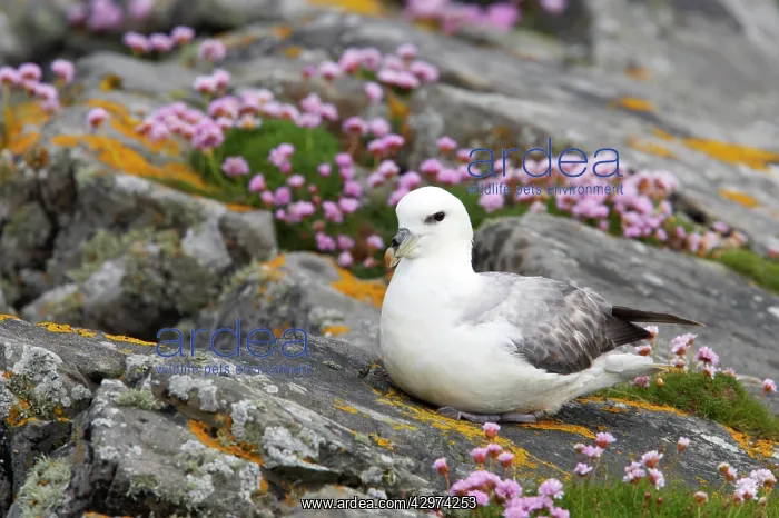 : Fulmar - On cliff top with thrift : Fulmar - On cliff top with thrift
