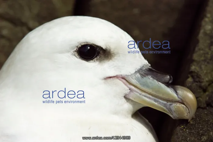 : Fulmar - Close up of head : Fulmar - Close up of head