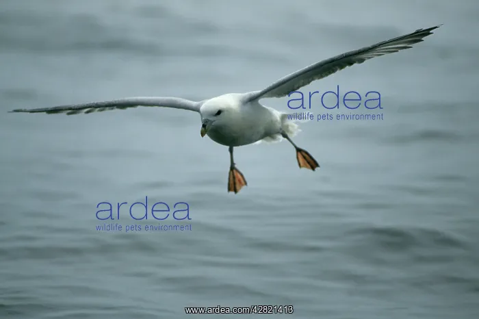 : Fulmar - Coming in to land on sea : Fulmar - Coming in to land on sea