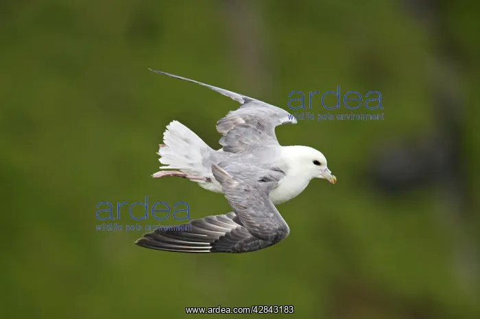  : Fulmar - in flight