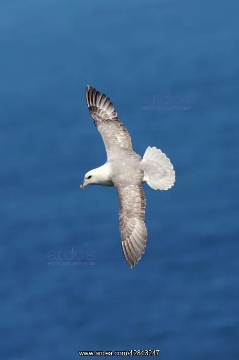 : Fulmar - in flight : Fulmar - in flight