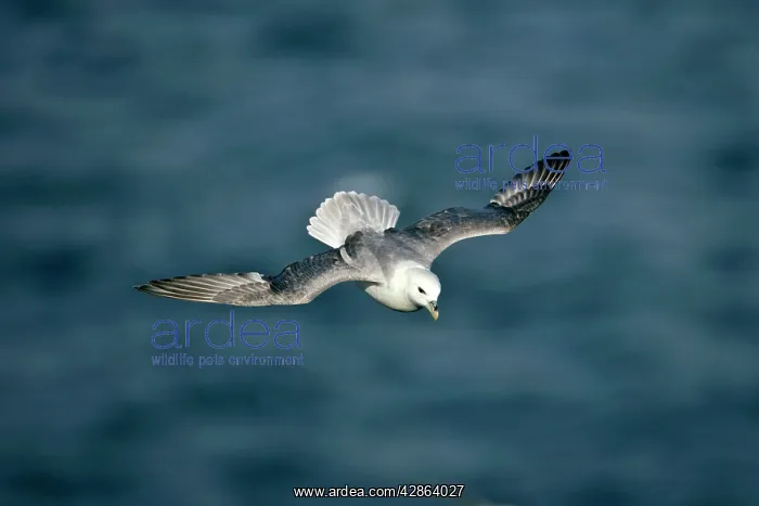: Fulmar - in flight : Fulmar - in flight