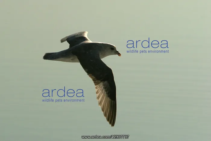 : Fulmar - In flight : Fulmar - In flight