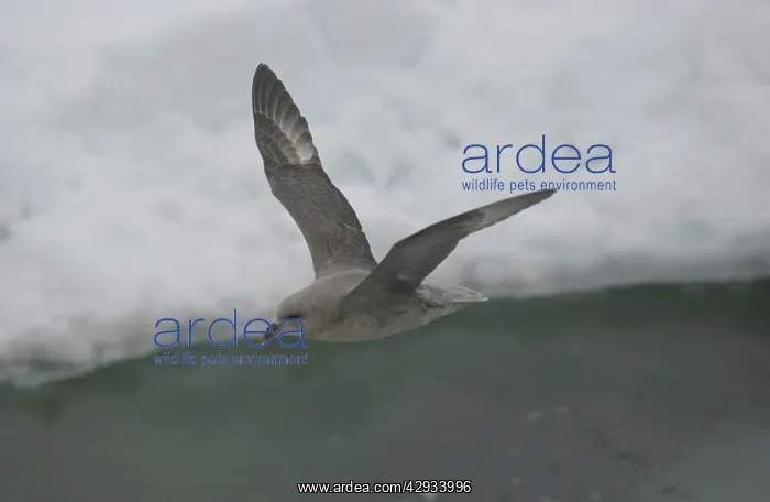 : Fulmar - In flight : Fulmar - In flight