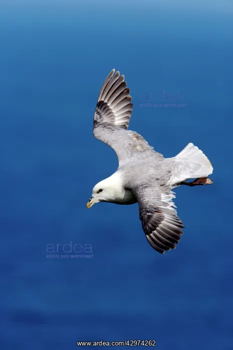 : Fulmar - In flight : Fulmar - In flight