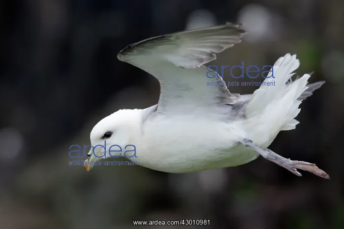 : Fulmar - in flight