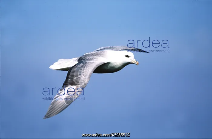 : FULMAR - in flight : FULMAR - in flight