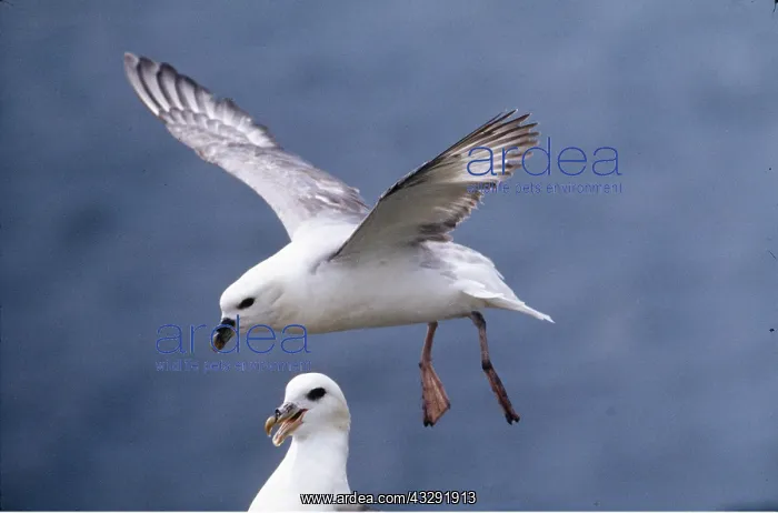 : FULMAR - in flight : FULMAR - in flight
