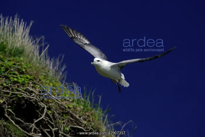  : Fulmar - in flight above coastal cliff, against blue sky