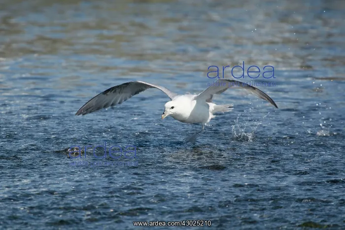 : Fulmar - in flight running across water : Fulmar - in flight running across water