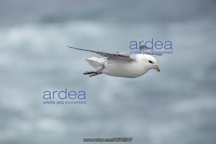 : Fulmar - In Flight - Scotland - UK : Fulmar - In Flight - Scotland - UK