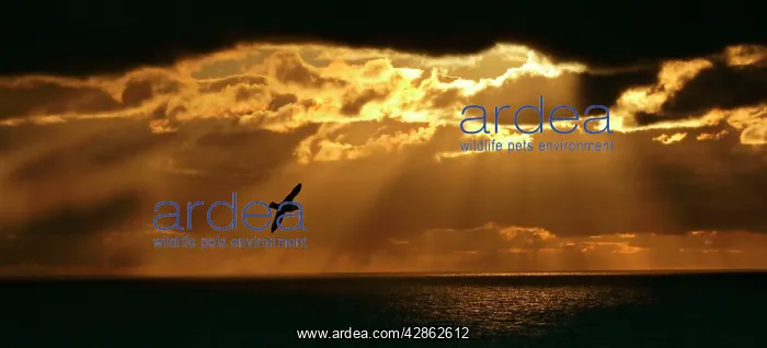 : Fulmar - in flight in front of spectacular lighting : Fulmar - in flight in front of spectacular lighting