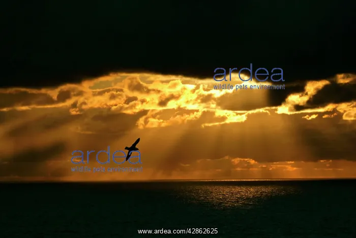 : Fulmar - in flight in front of spectacular lighting : Fulmar - in flight in front of spectacular lighting