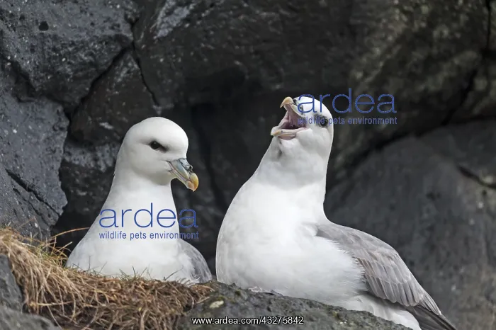 : Fulmar (Fulmarus glacialis) calling at other bi : Fulmar (Fulmarus glacialis) calling at other bi