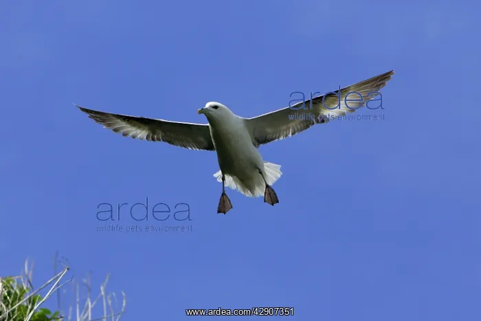 : Fulmar - hovering in flight against blue sky : Fulmar - hovering in flight against blue sky