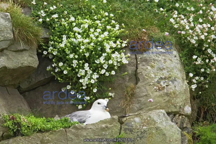 : Fulmar - on nest amongst sea campion : Fulmar - on nest amongst sea campion