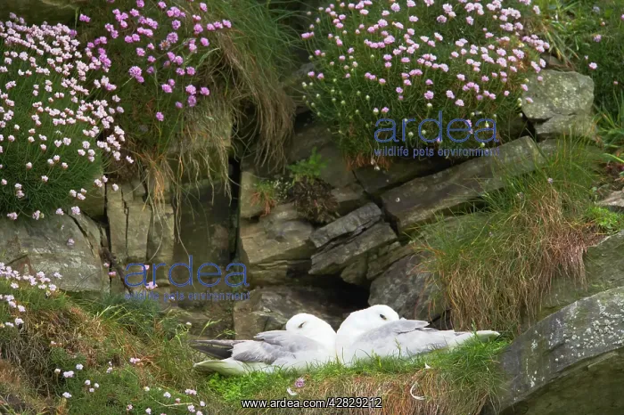 : Fulmar - on nest amongst thrift : Fulmar - on nest amongst thrift