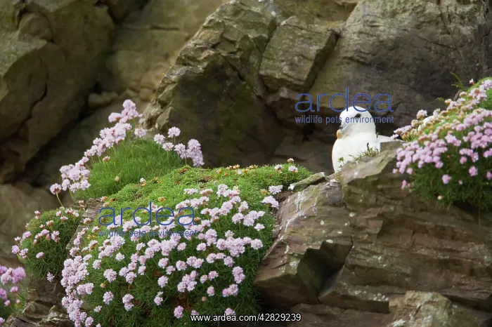  : Fulmar - on nest amongst thrift