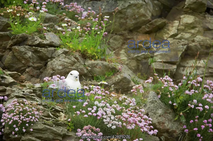 : Fulmar - on nest amongst thrift : Fulmar - on nest amongst thrift
