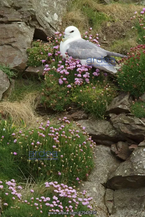 : Fulmar - nesting on cliff face amongst thrift (Armeria : Fulmar - nesting on cliff face amongst thrift (Armeria