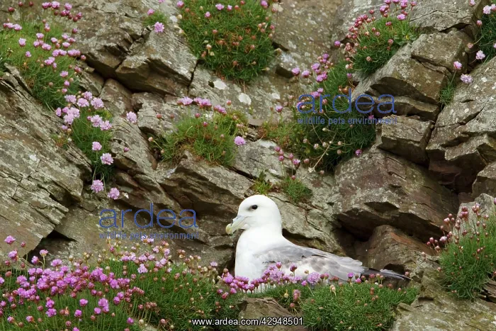 : Fulmar - nesting on cliff face amongst thrift (Armeria : Fulmar - nesting on cliff face amongst thrift (Armeria