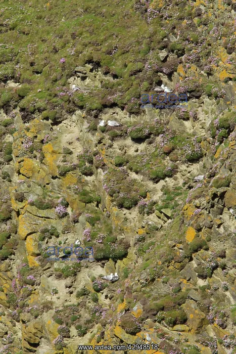 : Fulmar - nesting on cliff face amongst thrift (Armeria : Fulmar - nesting on cliff face amongst thrift (Armeria