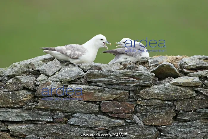  : Fulmar - pair on abandoned croft building