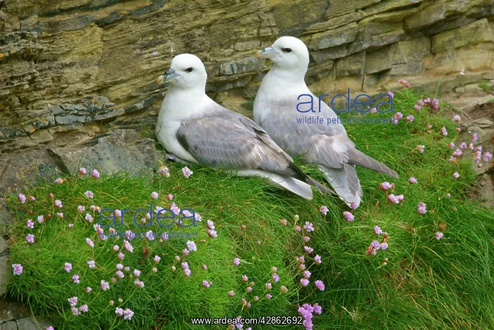 : Fulmar - pair of adults sitting on cliff ledge : Fulmar - pair of adults sitting on cliff ledge