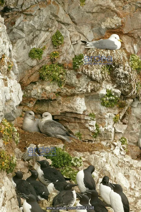 : Fulmar - pair nesting with Kittiwake on nest and : Fulmar - pair nesting with Kittiwake on nest and