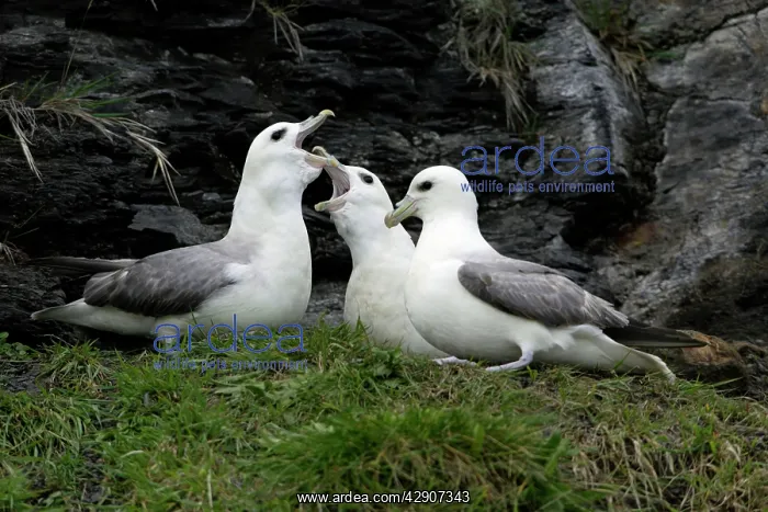 : Fulmar - pair and rival courtship displaying on : Fulmar - pair and rival courtship displaying on