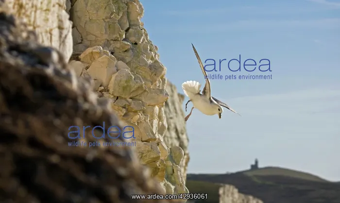 : Fulmar Petrel - in flight over the Seven Sisters : Fulmar Petrel - in flight over the Seven Sisters