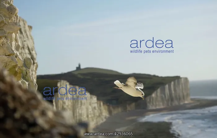 : Fulmar Petrel - in flight over the Seven Sisters : Fulmar Petrel - in flight over the Seven Sisters