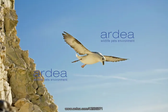 : Fulmar Petrel - in flight over the Seven Sisters : Fulmar Petrel - in flight over the Seven Sisters