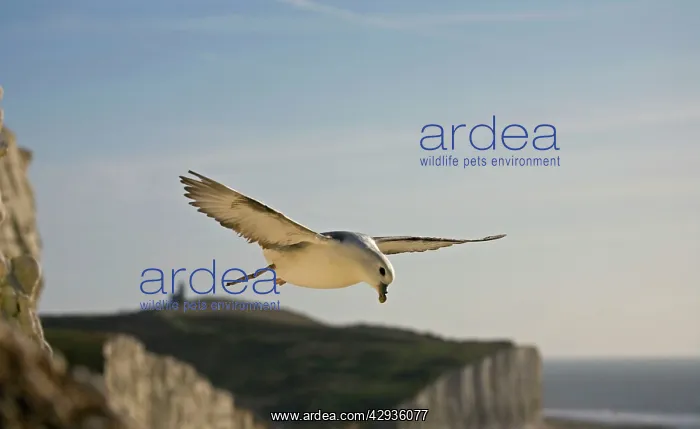 : Fulmar Petrel - in flight over the Seven Sisters : Fulmar Petrel - in flight over the Seven Sisters