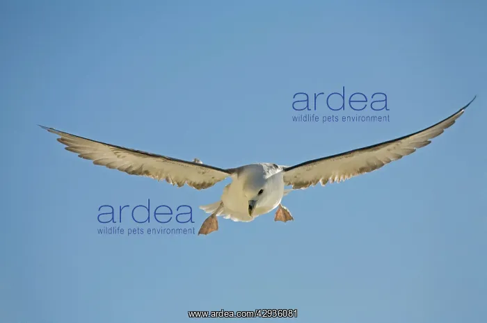 : Fulmar Petrel - in flight over the Seven Sisters : Fulmar Petrel - in flight over the Seven Sisters