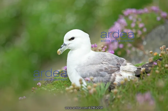 : Fulmar - resting on cliffs edge amongst Sea Thrift : Fulmar - resting on cliffs edge amongst Sea Thrift