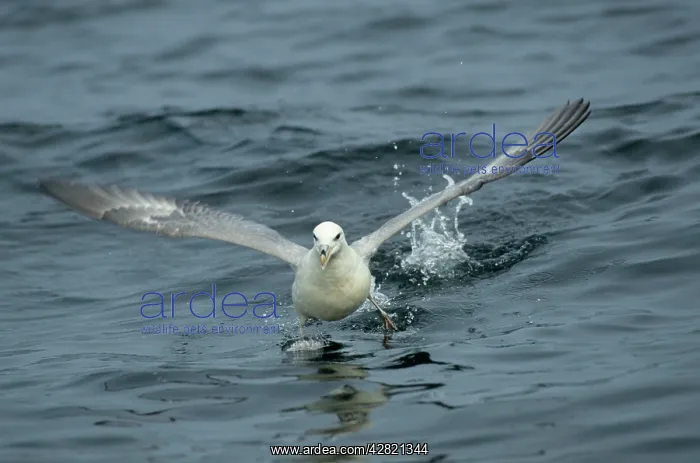  : Fulmar - running across water