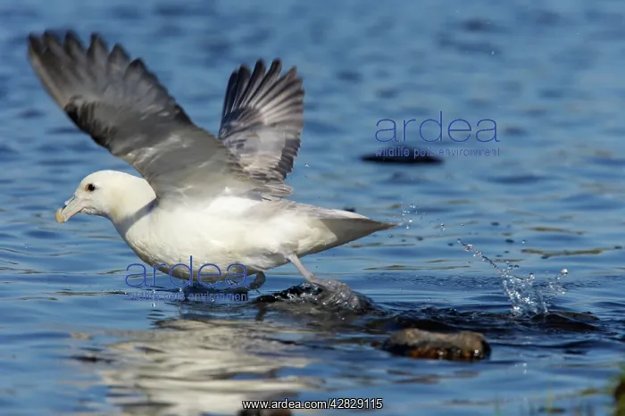 : Fulmar - taking off from water : Fulmar - taking off from water