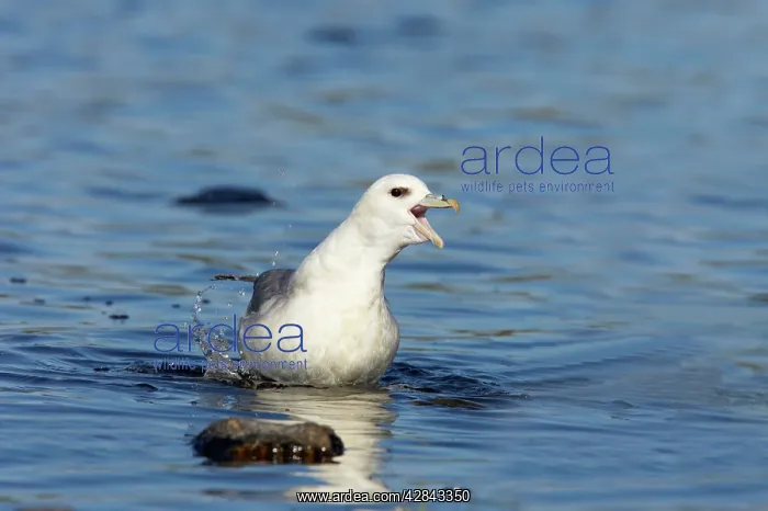 : Fulmar - walking out of loch : Fulmar - walking out of loch