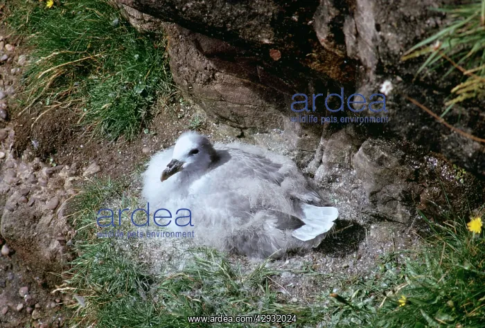 : FULMAR - young, losing down : FULMAR - young, losing down
