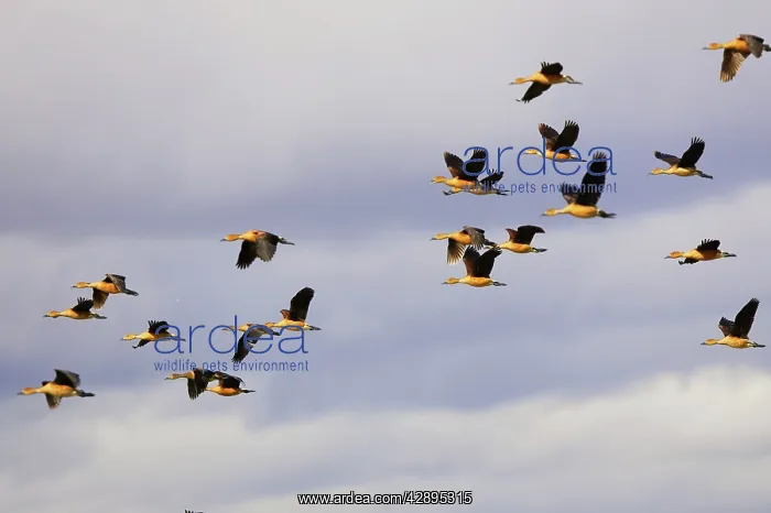 : Fulvous Duck : Fulvous Duck