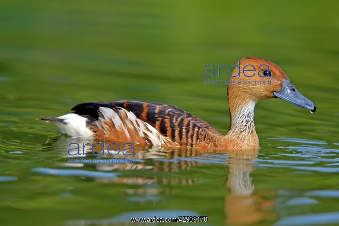: Fulvous Whistling Duck : Fulvous Whistling Duck