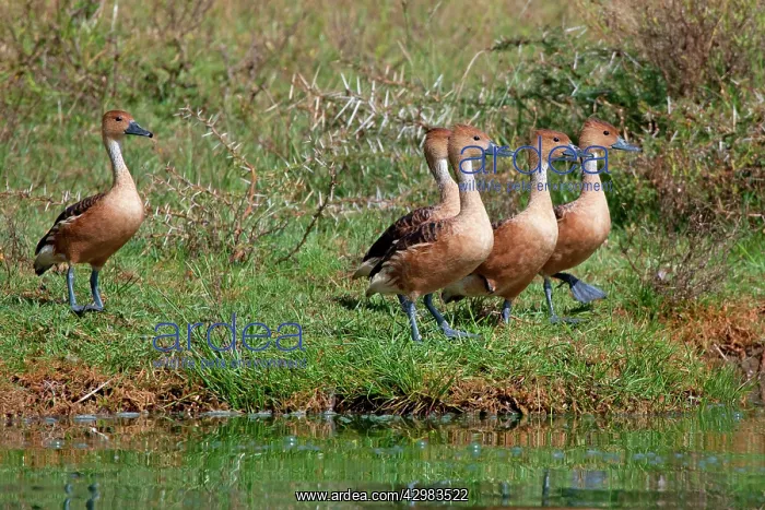 : Fulvous Whistling Duck - : Fulvous Whistling Duck -