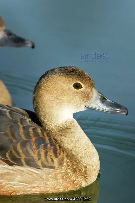 : Fulvous Whistling-Duck : Fulvous Whistling-Duck
