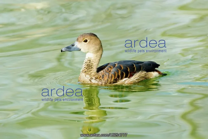: Fulvous Whistling-Duck : Fulvous Whistling-Duck