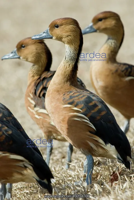 : Fulvous Whistling-Ducks : Fulvous Whistling-Ducks