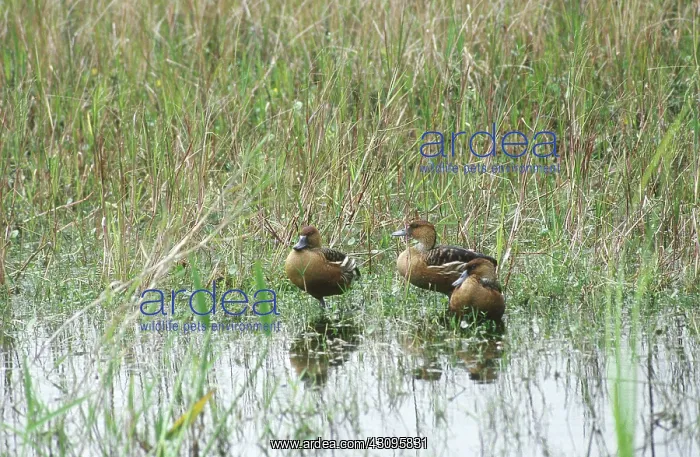 : Fulvous Whistling Ducks : Fulvous Whistling Ducks